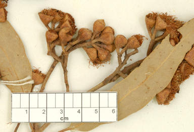 APII jpeg image of Corymbia opaca  © contact APII