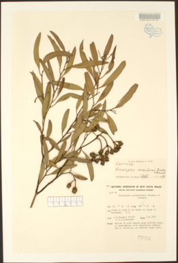 APII jpeg image of Eucalyptus cerasiformis  © contact APII