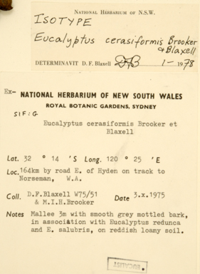 APII jpeg image of Eucalyptus cerasiformis  © contact APII