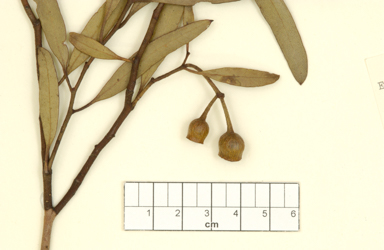 APII jpeg image of Eucalyptus cerasiformis  © contact APII