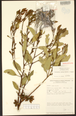 APII jpeg image of Eucalyptus cernua  © contact APII