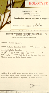 APII jpeg image of Eucalyptus cernua  © contact APII