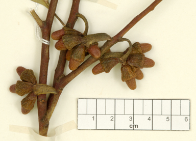 APII jpeg image of Eucalyptus cernua  © contact APII