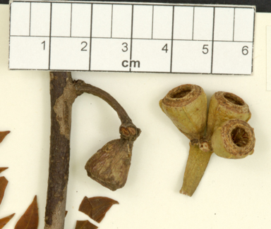 APII jpeg image of Eucalyptus cernua  © contact APII