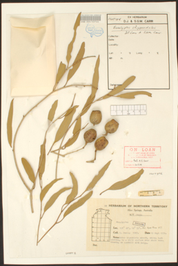 APII jpeg image of Corymbia chippendalei  © contact APII