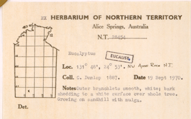 APII jpeg image of Corymbia chippendalei  © contact APII
