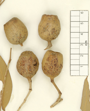 APII jpeg image of Corymbia chippendalei  © contact APII