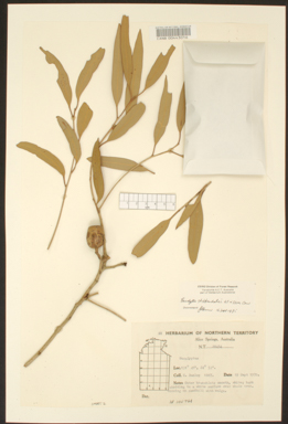 APII jpeg image of Corymbia chippendalei  © contact APII