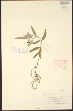 APII jpeg image of Corymbia chippendalei  © contact APII