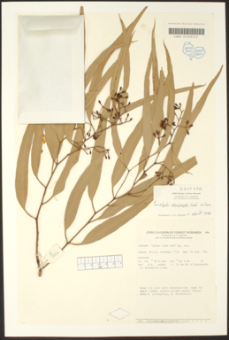 APII jpeg image of Eucalyptus chlorophylla  © contact APII