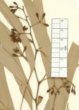 APII jpeg image of Eucalyptus chlorophylla  © contact APII