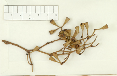 APII jpeg image of Eucalyptus chlorophylla  © contact APII