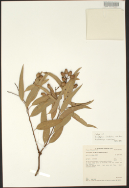 APII jpeg image of Corymbia clandestina  © contact APII