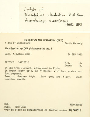 APII jpeg image of Corymbia clandestina  © contact APII