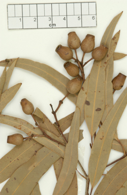 APII jpeg image of Corymbia clandestina  © contact APII