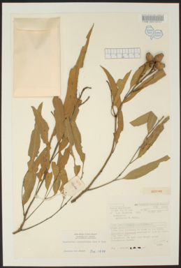 APII jpeg image of Corymbia clarksoniana  © contact APII