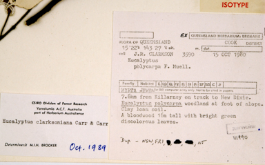 APII jpeg image of Corymbia clarksoniana  © contact APII
