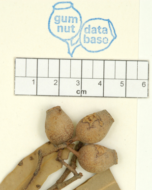 APII jpeg image of Corymbia clarksoniana  © contact APII