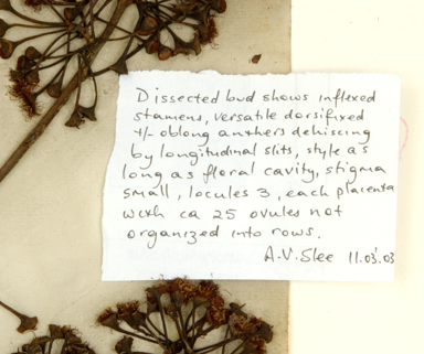 APII jpeg image of Corymbia clavigera  © contact APII