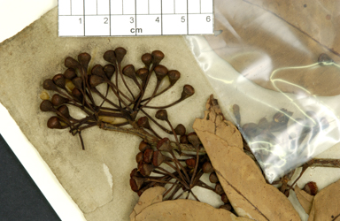 APII jpeg image of Corymbia clavigera  © contact APII