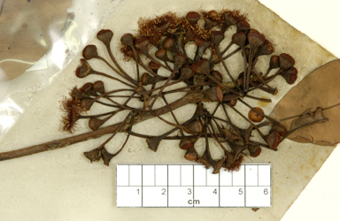 APII jpeg image of Corymbia clavigera  © contact APII