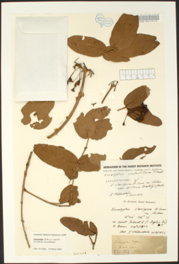 APII jpeg image of Corymbia pauciseta  © contact APII