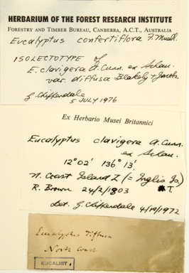 APII jpeg image of Corymbia pauciseta  © contact APII