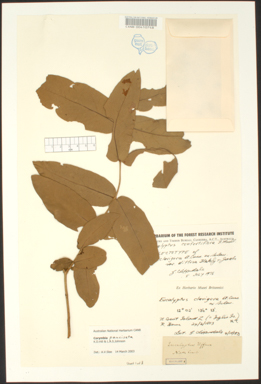 APII jpeg image of Corymbia pauciseta  © contact APII