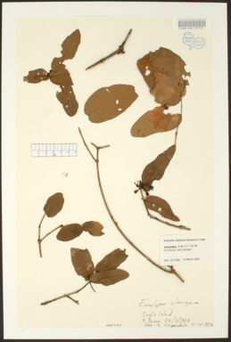 APII jpeg image of Corymbia pauciseta  © contact APII
