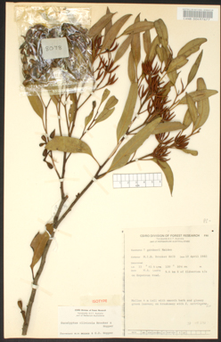 APII jpeg image of Eucalyptus clivicola  © contact APII