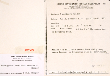 APII jpeg image of Eucalyptus clivicola  © contact APII