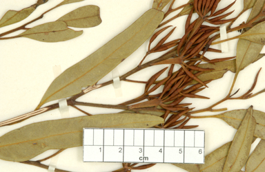 APII jpeg image of Eucalyptus clivicola  © contact APII