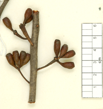 APII jpeg image of Eucalyptus clivicola  © contact APII