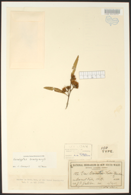 APII jpeg image of Eucalyptus cometae-vallis  © contact APII