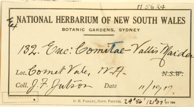 APII jpeg image of Eucalyptus cometae-vallis  © contact APII