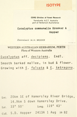 APII jpeg image of Eucalyptus communalis  © contact APII