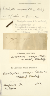 APII jpeg image of Eucalyptus rugosa  © contact APII