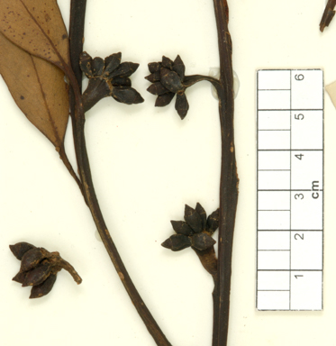 APII jpeg image of Eucalyptus rugosa  © contact APII