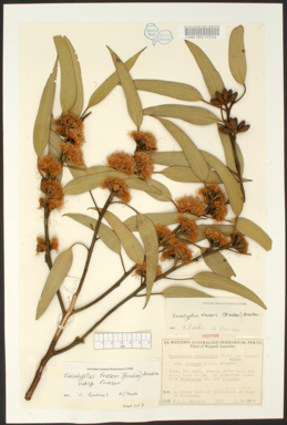 APII jpeg image of Eucalyptus fraseri subsp. fraseri  © contact APII
