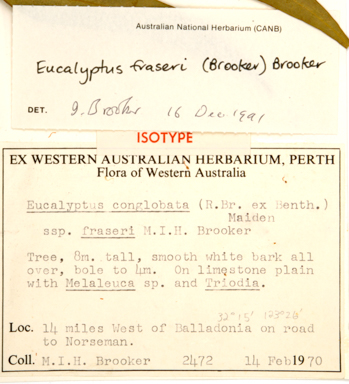 APII jpeg image of Eucalyptus fraseri subsp. fraseri  © contact APII