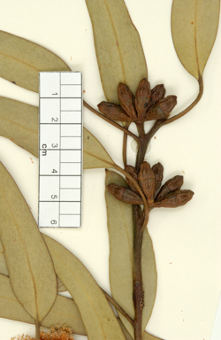 APII jpeg image of Eucalyptus fraseri subsp. fraseri  © contact APII