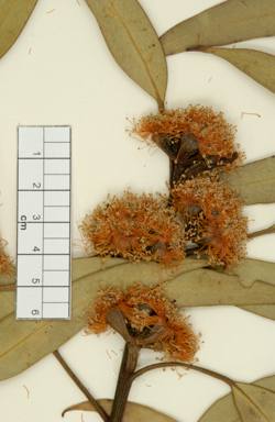 APII jpeg image of Eucalyptus fraseri subsp. fraseri  © contact APII