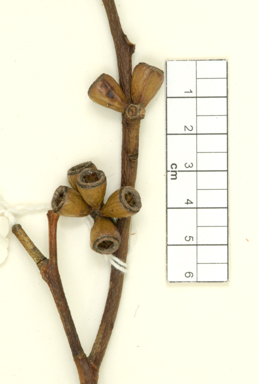 APII jpeg image of Eucalyptus fraseri subsp. fraseri  © contact APII