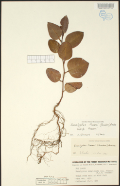 APII jpeg image of Eucalyptus fraseri subsp. fraseri  © contact APII