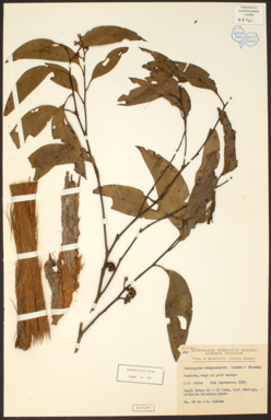 APII jpeg image of Eucalyptus eugenioides x sparsiflora  © contact APII