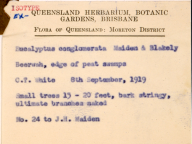 APII jpeg image of Eucalyptus eugenioides x sparsiflora  © contact APII