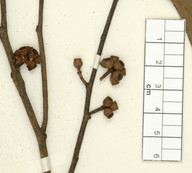 APII jpeg image of Eucalyptus eugenioides x sparsiflora  © contact APII