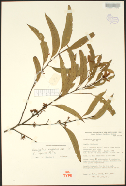 APII jpeg image of Eucalyptus eugenioides x sparsiflora  © contact APII