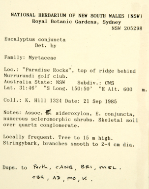 APII jpeg image of Eucalyptus eugenioides x sparsiflora  © contact APII