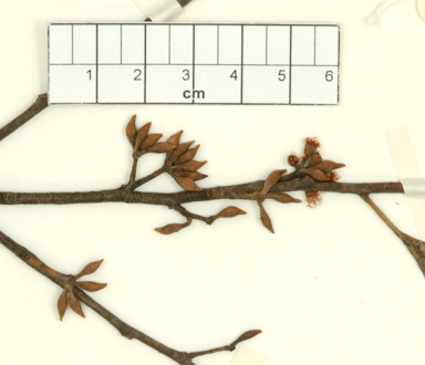 APII jpeg image of Eucalyptus eugenioides x sparsiflora  © contact APII